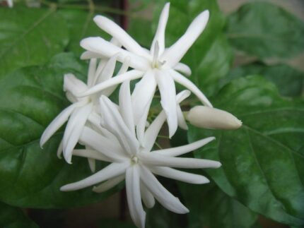 Kunda Downy Jasmine Star Jasmine Flower Plant