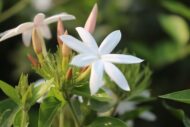 Kunda Downy Jasmine Star Jasmine Flower Plant - Image 2
