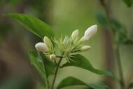 Kunda Downy Jasmine Star Jasmine Flower Plant - Image 4