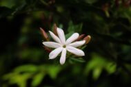 Kunda Downy Jasmine Star Jasmine Flower Plant - Image 5