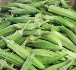 Okra Ladies Finger Vendi Bhindi 100 Seeds