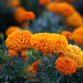 African Marigold Flower Seeds Mix Colour 50 Seeds Pack