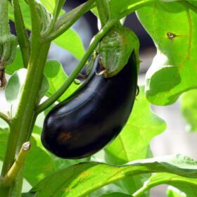 Brinjal Black Big Eggplant Seeds 50 seeds