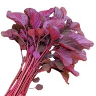 Organic Vegetable Seed Combo Pack, 12 Varieties - Green Spinach, Green Amaranthus, Red Amaranthus, Red Tomato, Long Bottle Gourd, Green Okra, Green Chilli and More - Image 6