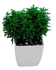 Table Kamini Plant Dwarf Kamini Murraya Paniculata in White Fiber Pot 1 Live Healthy Plant