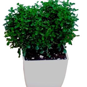 Table Kamini Plant Dwarf Kamini Murraya Paniculata in White Fiber Pot 1 Live Healthy Plant