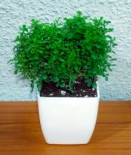 Table Kamini Plant Dwarf Kamini Murraya Paniculata in White Fiber Pot 1 Live Healthy Plant - Image 2