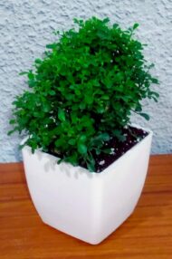 Table Kamini Plant Dwarf Kamini Murraya Paniculata in White Fiber Pot 1 Live Healthy Plant - Image 3