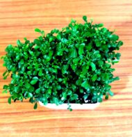 Table Kamini Plant Dwarf Kamini Murraya Paniculata in White Fiber Pot 1 Live Healthy Plant - Image 5