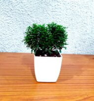 Table Kamini Plant Dwarf Kamini Murraya Paniculata in White Fiber Pot 1 Live Healthy Plant - Image 6