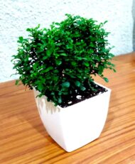 Table Kamini Plant Dwarf Kamini Murraya Paniculata in White Fiber Pot 1 Live Healthy Plant - Image 7