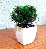 Table Kamini Plant Dwarf Kamini Murraya Paniculata in White Fiber Pot 1 Live Healthy Plant - Image 8