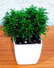 Table Kamini Plant Dwarf Kamini Murraya Paniculata in White Fiber Pot 1 Live Healthy Plant - Image 9