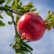 Live Pomegranate Anar Bedana Fruit Plant | Grow Your Own Juicy Pomegranates At Your Home | Hardy Pomegranate Plant for Your Garden | Plant Height 1-1.5 Feet