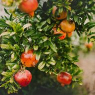 Live Pomegranate Anar Bedana Fruit Plant | Grow Your Own Juicy Pomegranates At Your Home | Hardy Pomegranate Plant for Your Garden | Plant Height 1-1.5 Feet - Image 2