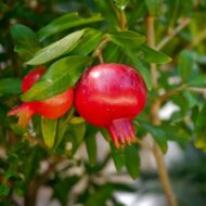 Live Pomegranate Anar Bedana Fruit Plant | Grow Your Own Juicy Pomegranates At Your Home | Hardy Pomegranate Plant for Your Garden | Plant Height 1-1.5 Feet - Image 3