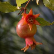 Live Pomegranate Anar Bedana Fruit Plant | Grow Your Own Juicy Pomegranates At Your Home | Hardy Pomegranate Plant for Your Garden | Plant Height 1-1.5 Feet - Image 4