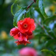 Live Pomegranate Anar Bedana Fruit Plant | Grow Your Own Juicy Pomegranates At Your Home | Hardy Pomegranate Plant for Your Garden | Plant Height 1-1.5 Feet - Image 5