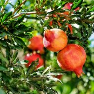 Live Pomegranate Anar Bedana Fruit Plant | Grow Your Own Juicy Pomegranates At Your Home | Hardy Pomegranate Plant for Your Garden | Plant Height 1-1.5 Feet - Image 7