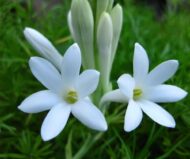 Single Tuberose Bulbs - Fragrant Garden Delight (Pack of 10)