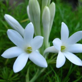 Single Tuberose Bulbs - Fragrant Garden Delight (Pack of 10)
