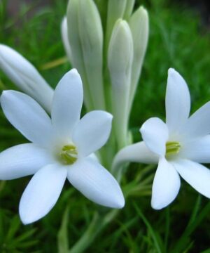 Single Tuberose Bulbs - Fragrant Garden Delight (Pack of 10)