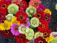 Zinnia Mix Colour Flower Seeds 20 Seeds pack