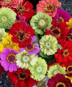 Zinnia Mix Colour Flower Seeds 20 Seeds pack