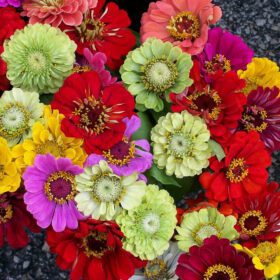 Zinnia Mix Colour Flower Seeds 20 Seeds pack
