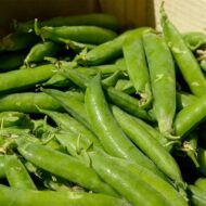 Sweet Pea Seed - 20 Seeds Pack - Image 4