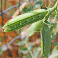 Sweet Pea Seed - 20 Seeds Pack - Image 6