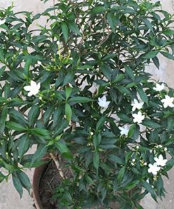 Small Crape Jasmine Flower Plant