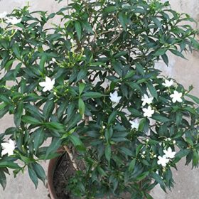 Small Crape Jasmine Flower Plant