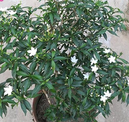 Small Crape Jasmine Flower Plant