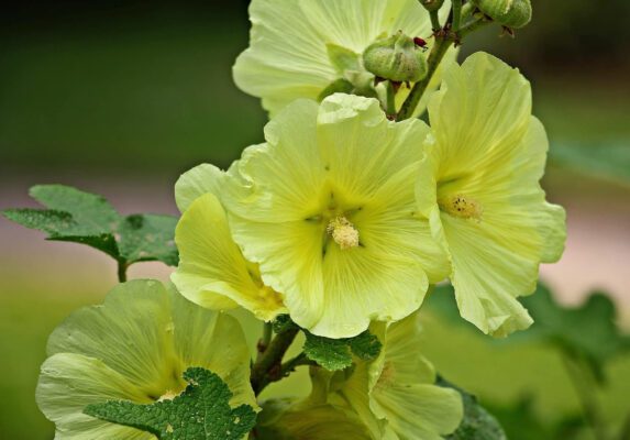 Hollyhock Country Romance Mix Colour Flower Seeds - Image 2