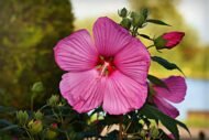 Hollyhock Country Romance Mix Colour Flower Seeds - Image 3