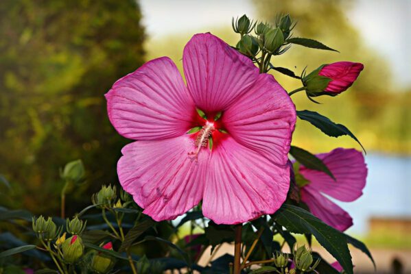 Hollyhock Country Romance Mix Colour Flower Seeds - Image 3