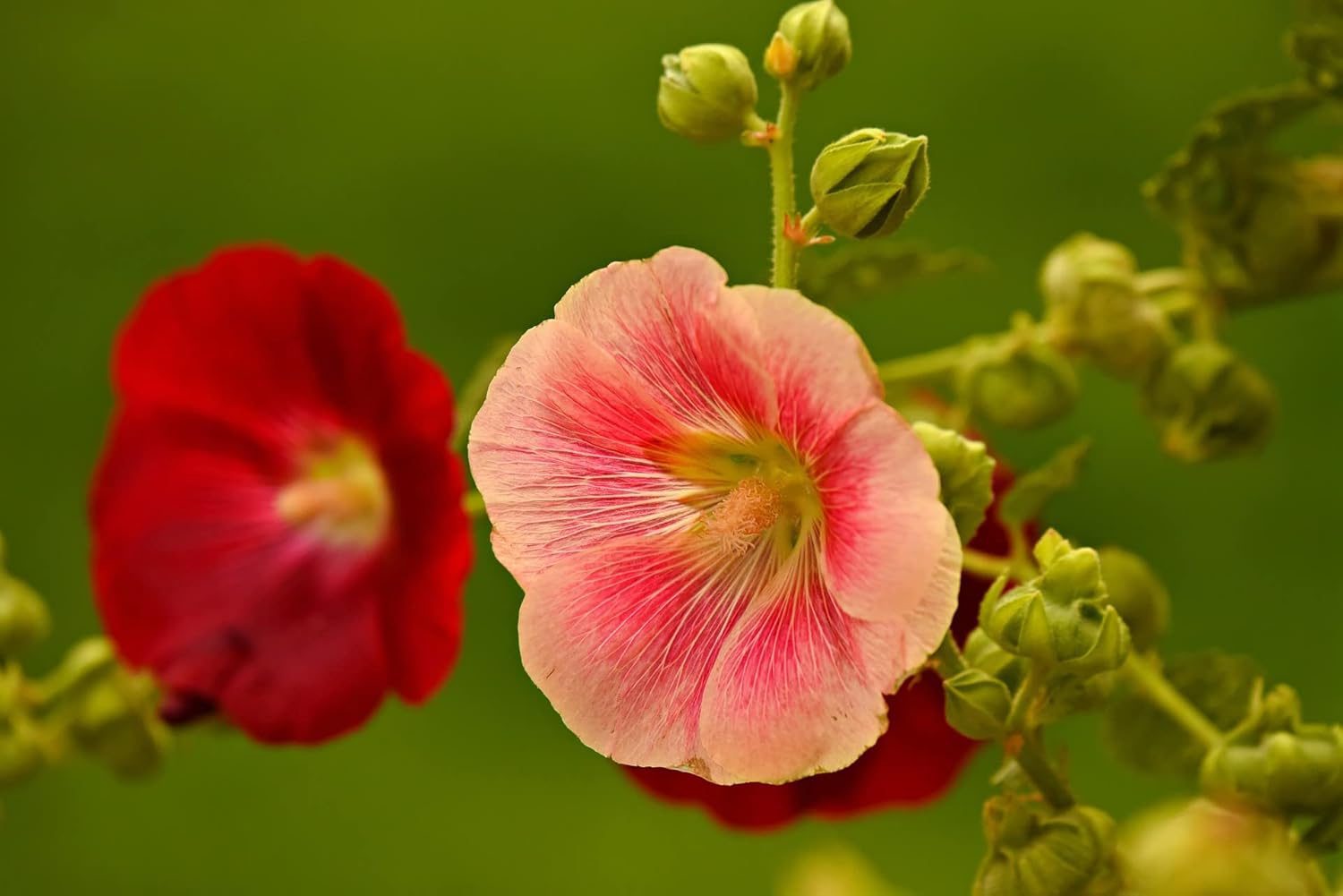 Hollyhock Country Romance Mix Colour Flower Seeds - Image 4
