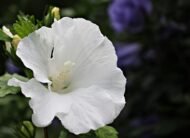 Hollyhock Country Romance Mix Colour Flower Seeds - Image 5