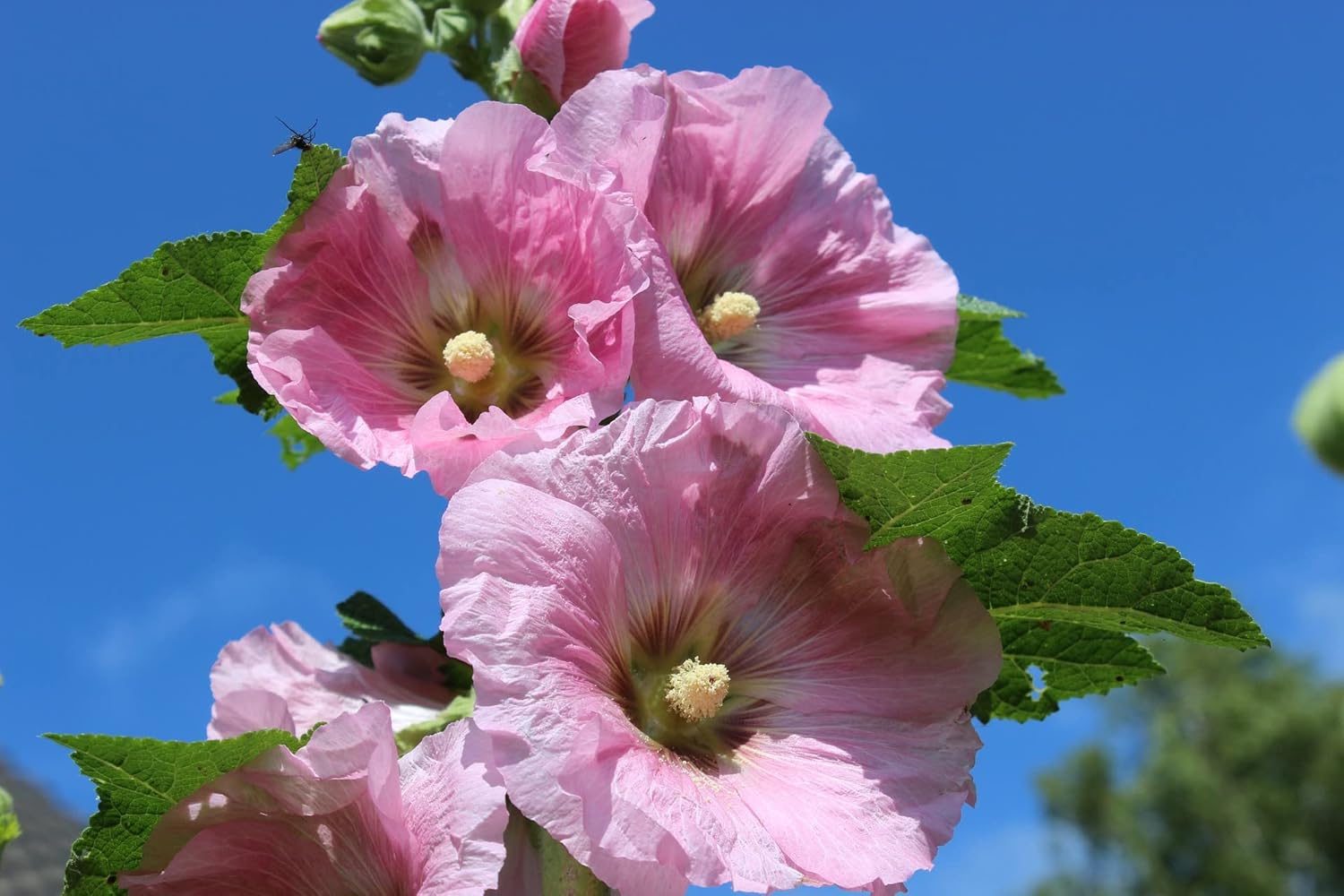 Hollyhock Country Romance Mix Colour Flower Seeds - Image 6