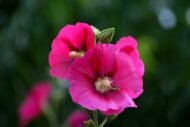 Hollyhock Country Romance Mix Colour Flower Seeds - Image 7