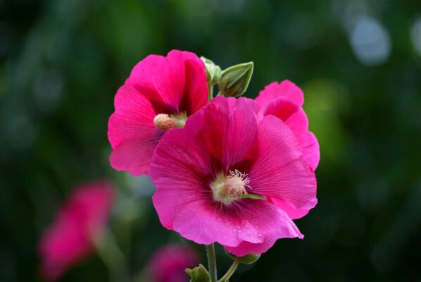 Hollyhock Country Romance Mix Colour Flower Seeds - Image 7