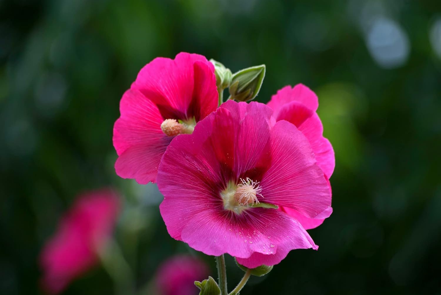 Hollyhock Country Romance Mix Colour Flower Seeds - Image 7