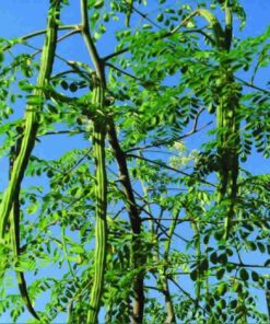 Drumstick Vegetable Seeds