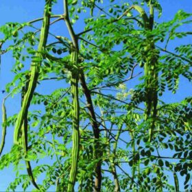 Drumstick Vegetable Seeds
