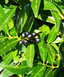 Black Jamun Plant Small