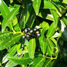 Black Jamun Plant Small