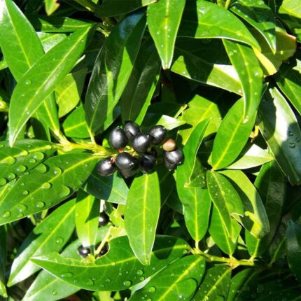 Black Jamun Plant Small