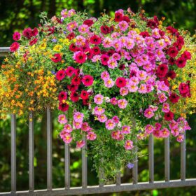 Petunia Mix Colour Flower Seed - 50 Seeds Pack