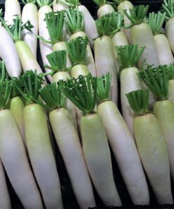 White Radish Vegetable Seed - 50 Seeds